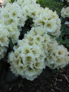 Rhodo Devonshire Cream